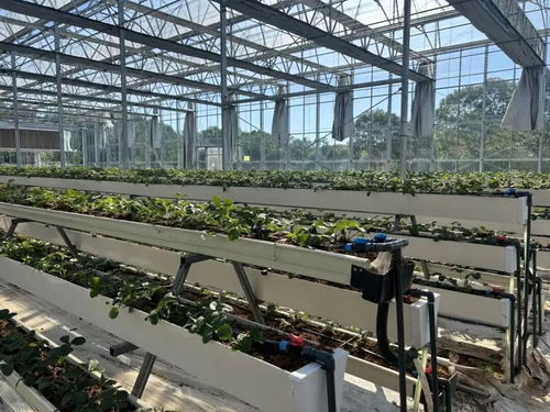 白鶴草莓香飄四溢，植物工廠開啟全年果香新紀元